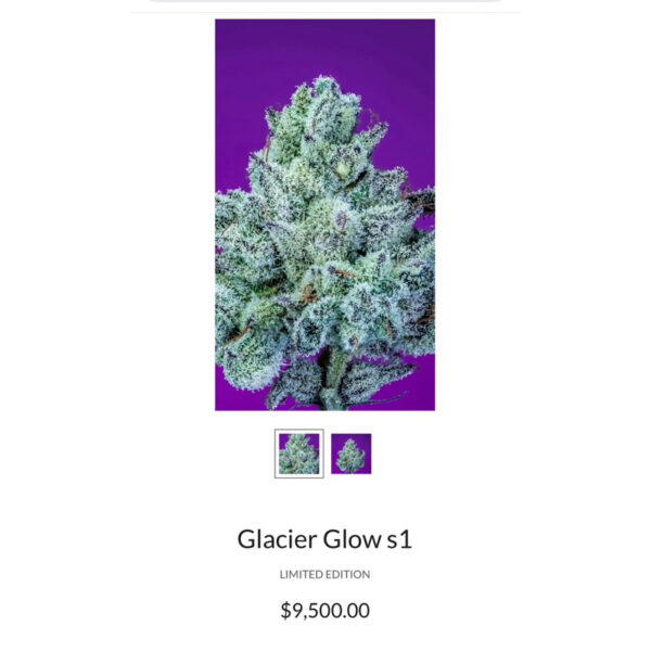 เมล็ดกัญชา GLACIER GLOW S1 (Fem) Limited ใหม่ 2024* - Copycat Genetix - Image 3