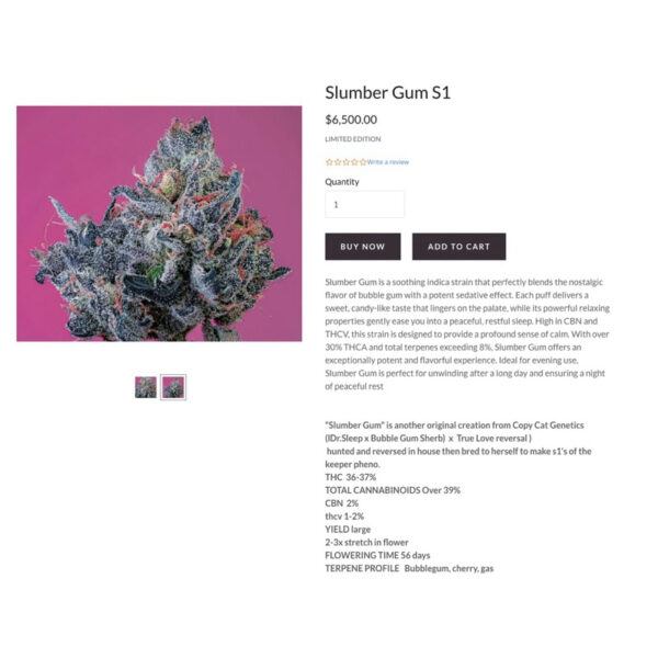 เมล็ดกัญชา Slumber Gum S1 (Fem) Indica หอมบับเบิ้ลกัม ผ่อนคลาย  2024* - Copycat Genetix - Image 4