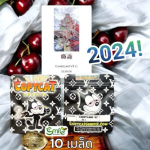 เมล็ดกัญชา CandyLand V2 S1 (Fem) - Copycat Genetix