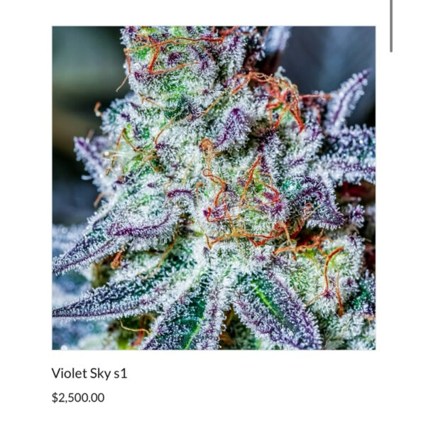 เมล็ดกัญชา Violet Sky S1 (Fem) Indica* - Copycat Genetix - Image 2