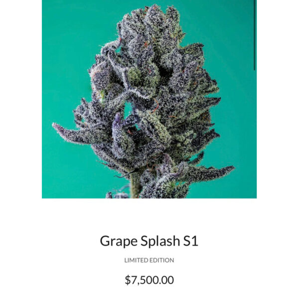 เมล็ดกัญชา Grape Splash S1 (Fem) Hybrid องุ่นหวานฉ่ำๆ 2024* - Copycat Genetix - Image 2