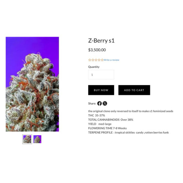 เมล็ดกัญชา Z - Berry S1 (Fem) Jungle Boys* - Copycat Genetix - Image 3