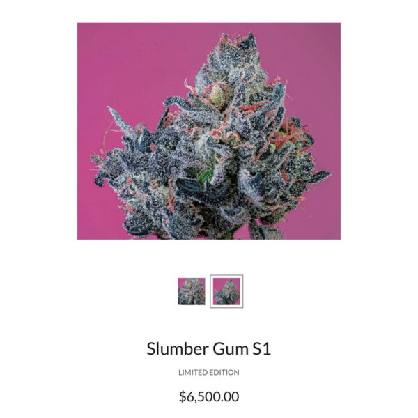 เมล็ดกัญชา Slumber Gum S1 (Fem) Indica หอมบับเบิ้ลกัม ผ่อนคลาย  2024* - Copycat Genetix - Image 5