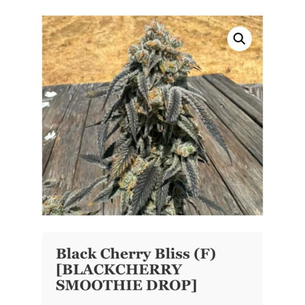 เมล็ดกัญชา Black Cherry Bliss (Fem) ใหม่ 9/2024* - In House Genetics - Image 2