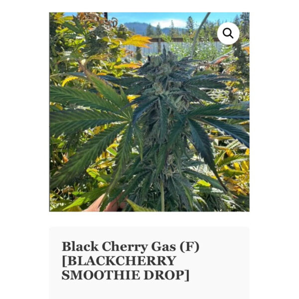 เมล็ดกัญชา Black Cherry Gas (Fem) ใหม่ 9/2024* - In House Genetics - Image 3