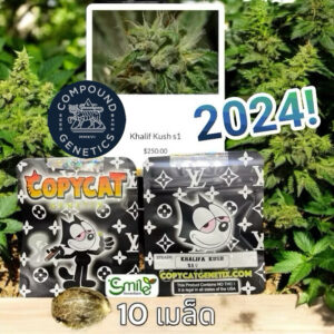 เมล็ดกัญชา Khalifa Kush S1 - Copycat Genetix