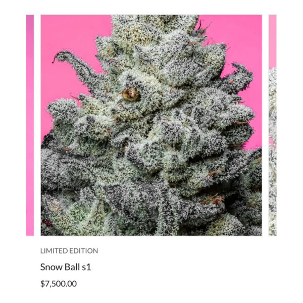 เมล็ดกัญชา Snow Ball S1 (Fem) New 2024* - Copycat Genetix - Image 4