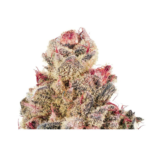 เมล็ดกัญชา Cherry Inferno S1 (Fem) Limited ใหม่ล่าสุด 2024*- Copycat Genetix - Image 4