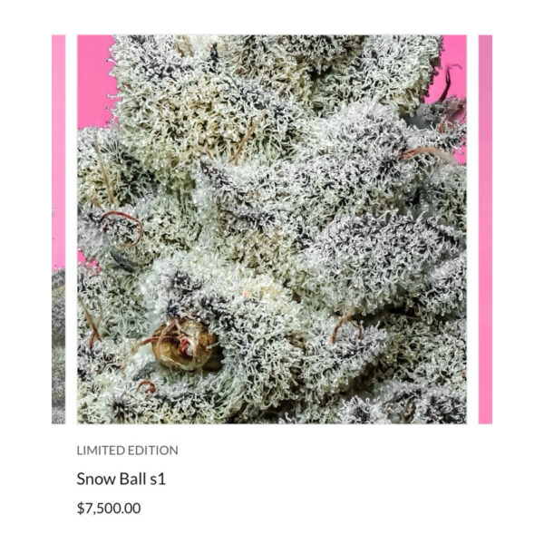 เมล็ดกัญชา Snow Ball S1 (Fem) New 2024* - Copycat Genetix - Image 5