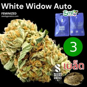 เมล็ดกัญชา White Widow (Auto) – Seeds Genetics.Co